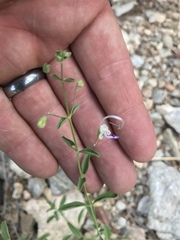 Trichostema arizonicum