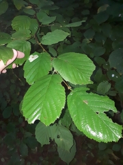 Cameraria corylisella