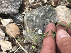 Trichostema arizonicum