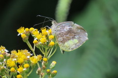 Lieinix nemesis atthis