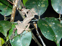 Uroplatus phantasticus