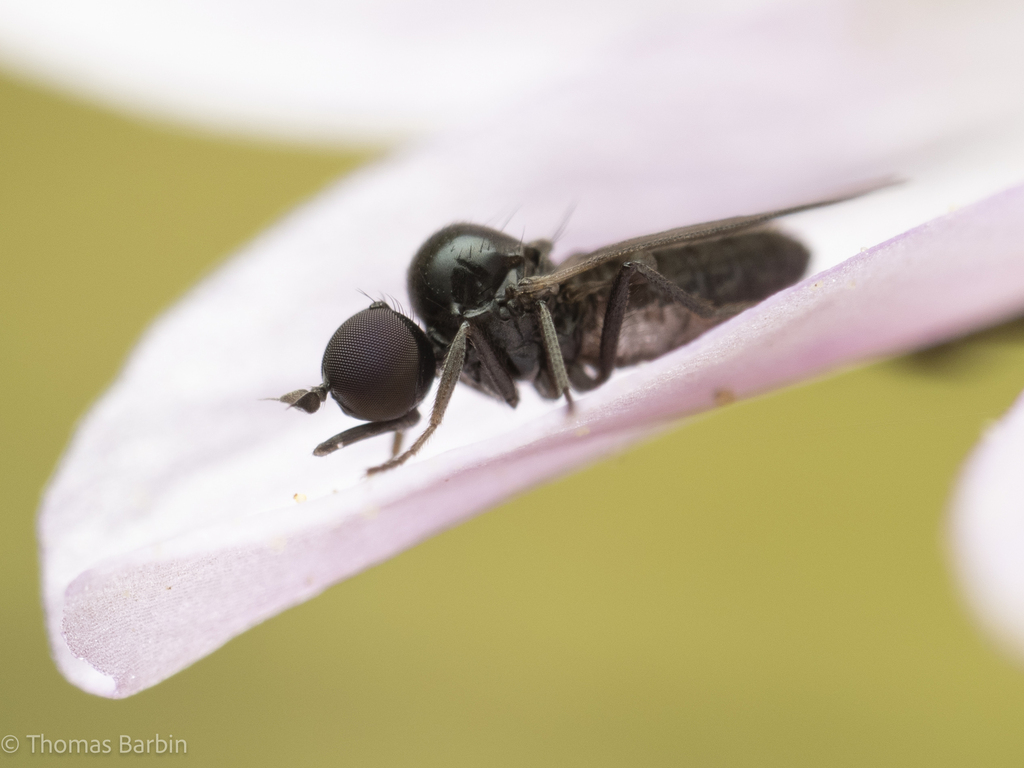 Orthorrhaphan Flies