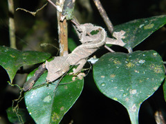 Uroplatus phantasticus