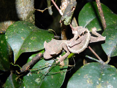 Uroplatus phantasticus