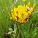 Butte County Golden Clover - Photo (c) amy.kay, some rights reserved (CC BY-NC-SA)