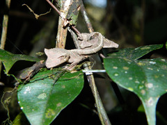 Uroplatus phantasticus