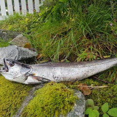 Merluccius merluccius