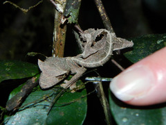 Uroplatus phantasticus