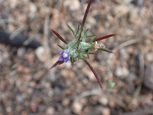 Lavender woollystar (Eriastrum filifolium)