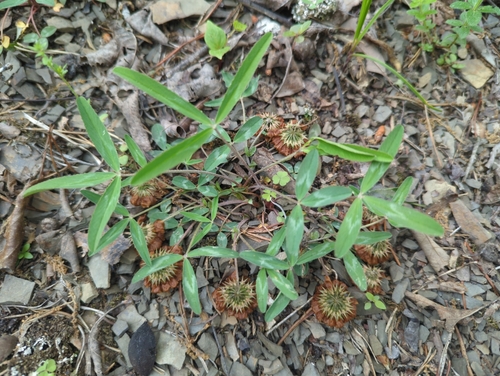 Kates Mountain clover (Trifolium virginicum)