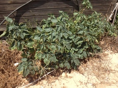Datura innoxia