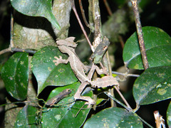 Uroplatus phantasticus