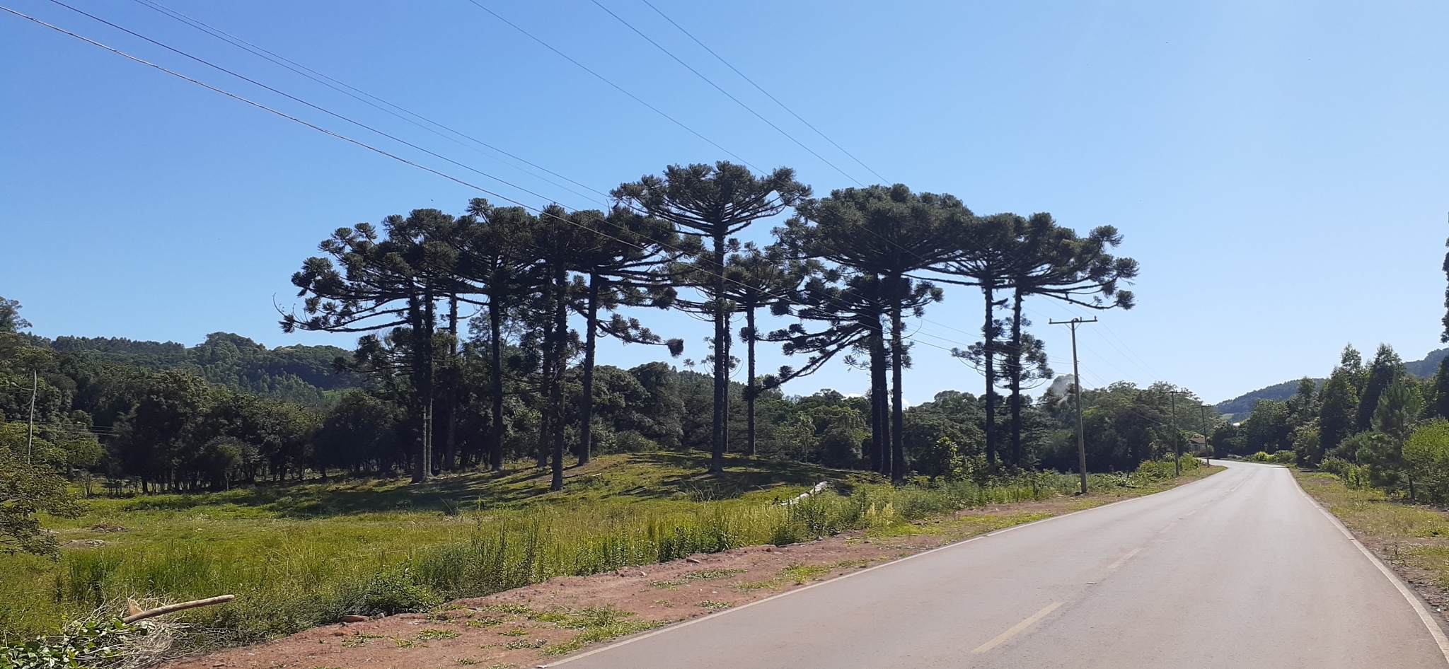 Araucaria angustifolia