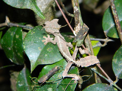 Uroplatus phantasticus