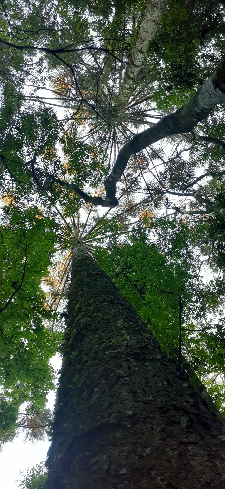 Araucaria angustifolia