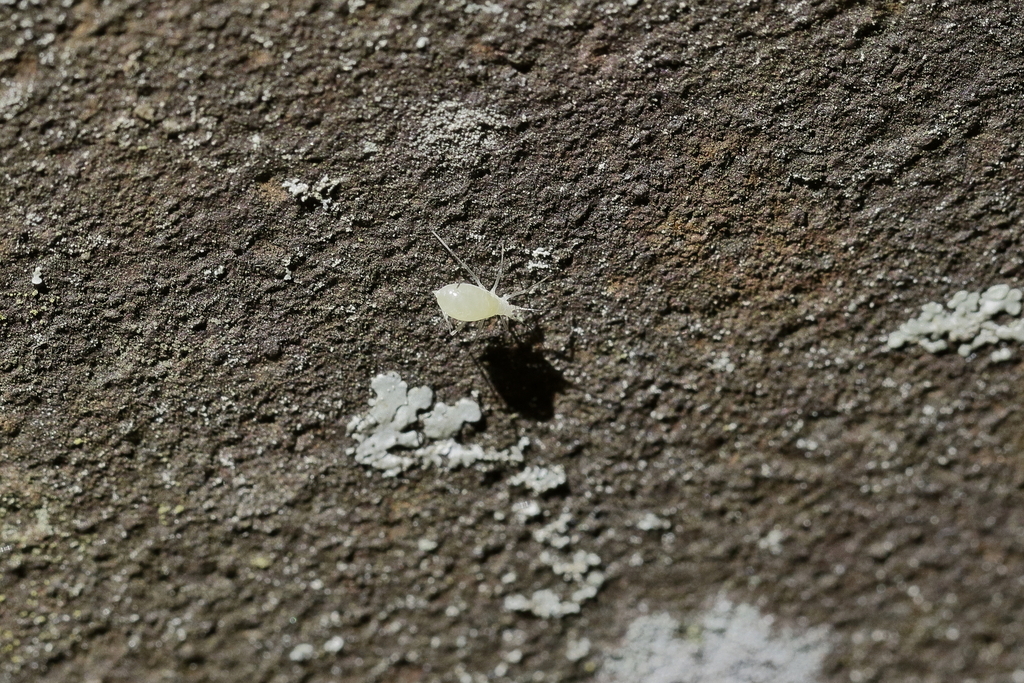 Aphidoidea