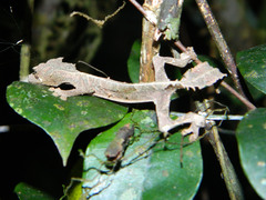 Uroplatus phantasticus