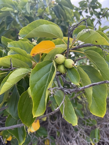 Cordia subcordata observed 2025-05-18