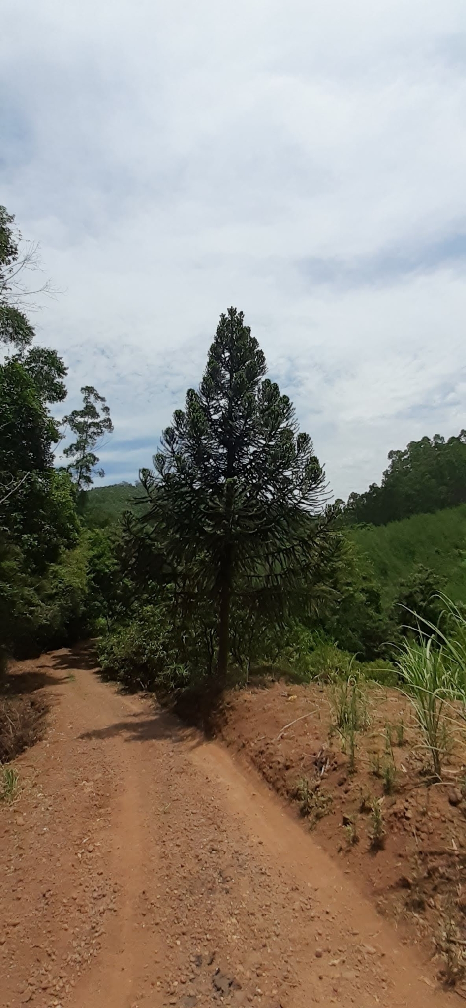 Araucaria angustifolia