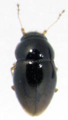 Ptenidium laevigatum