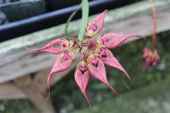 Bulbophyllum rothschildianum