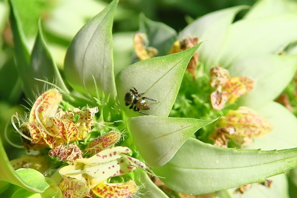 Messua limbata from Mandolin Village, TX 77070, USA on September 03