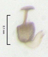 Ptenidium laevigatum