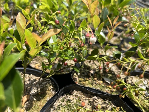 Vaccinium wrightii observed 2025-05-14