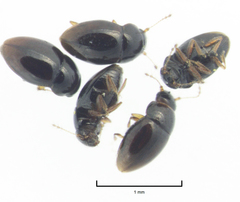 Ptenidium laevigatum