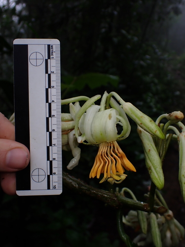 Passiflora macrophylla, photograph 4