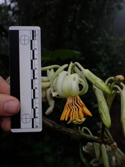 Passiflora macrophylla, photograph (c) Nolan Exe, some rights reserved (CC BY)
