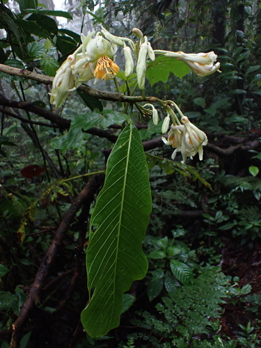 Passiflora macrophylla, photograph 5