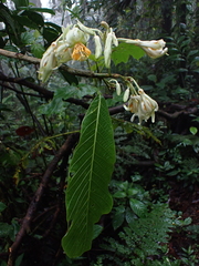 Passiflora macrophylla, photograph (c) Nolan Exe, some rights reserved (CC BY)