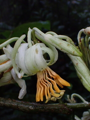Passiflora macrophylla, photograph (c) Nolan Exe, some rights reserved (CC BY)