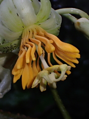 Passiflora macrophylla, photograph (c) Nolan Exe, some rights reserved (CC BY)