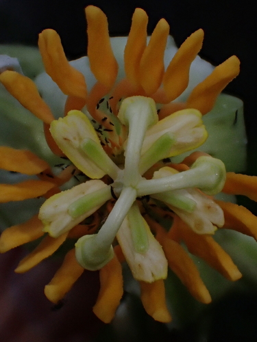 Passiflora macrophylla