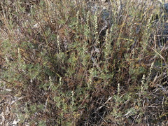 Artemisia alba