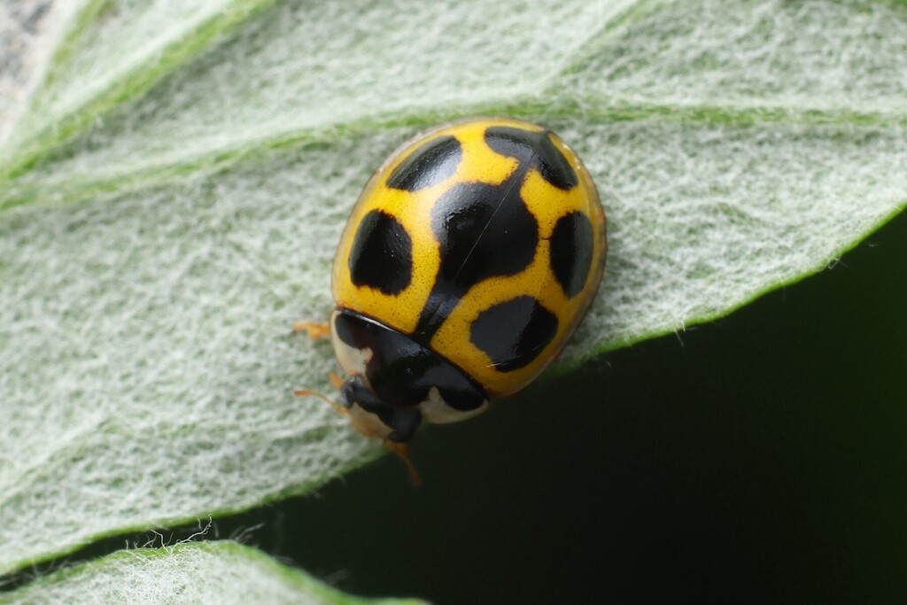 Oenopia sauzeti