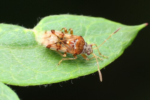 Bryanellocoris observed 2025-05-09