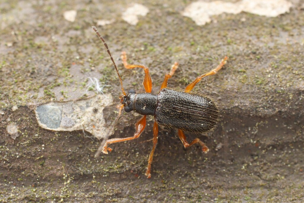 Trichotheca