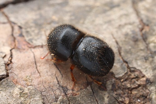 Hadrodemius
