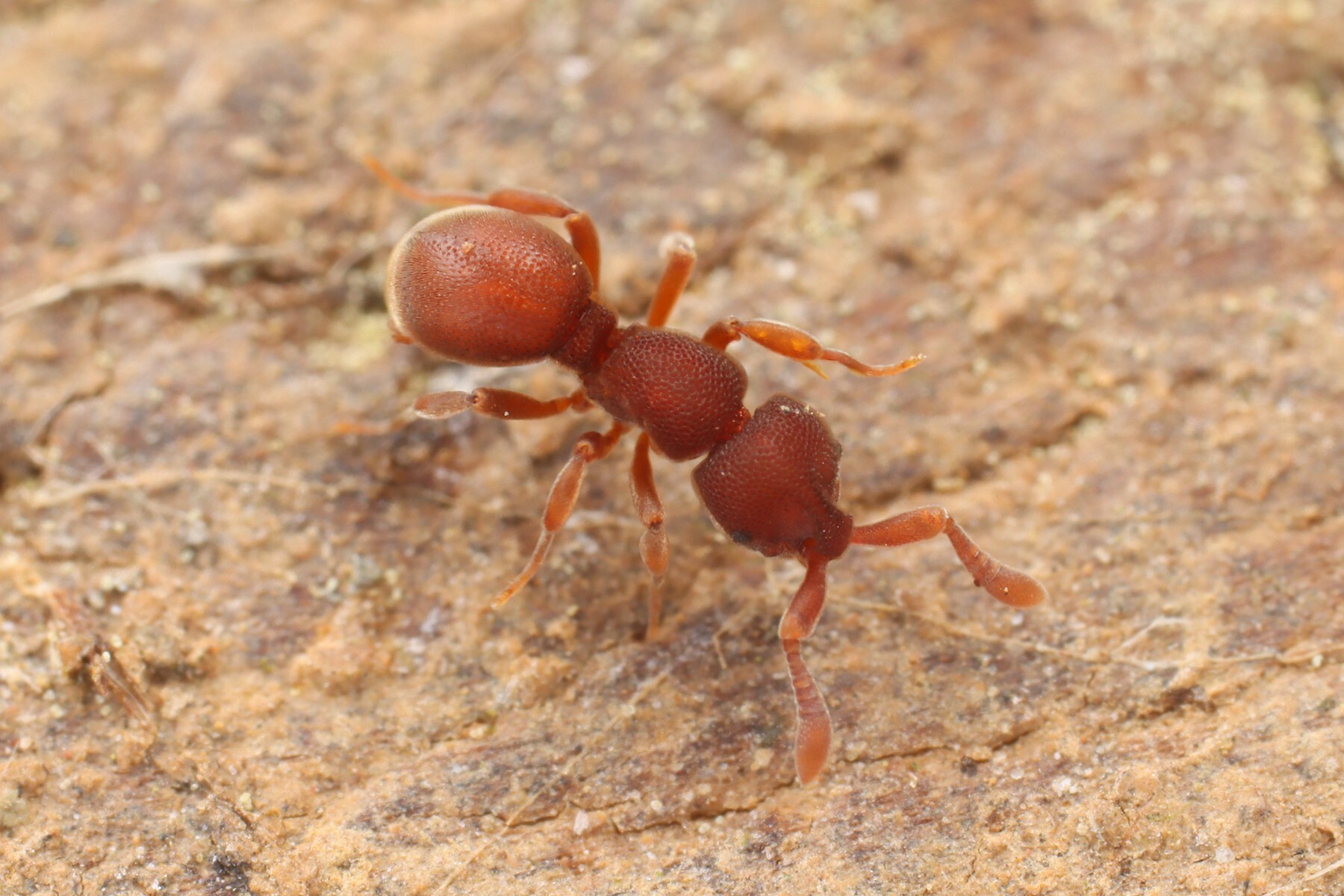 Proceratiinae