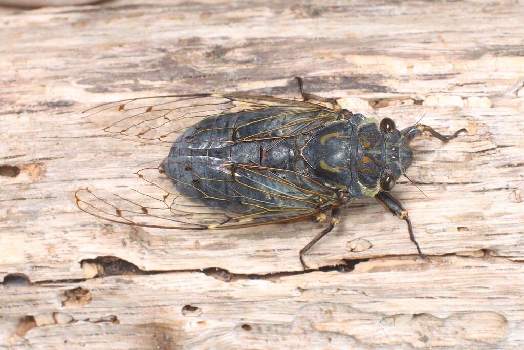 Platylomia shaanxiensis