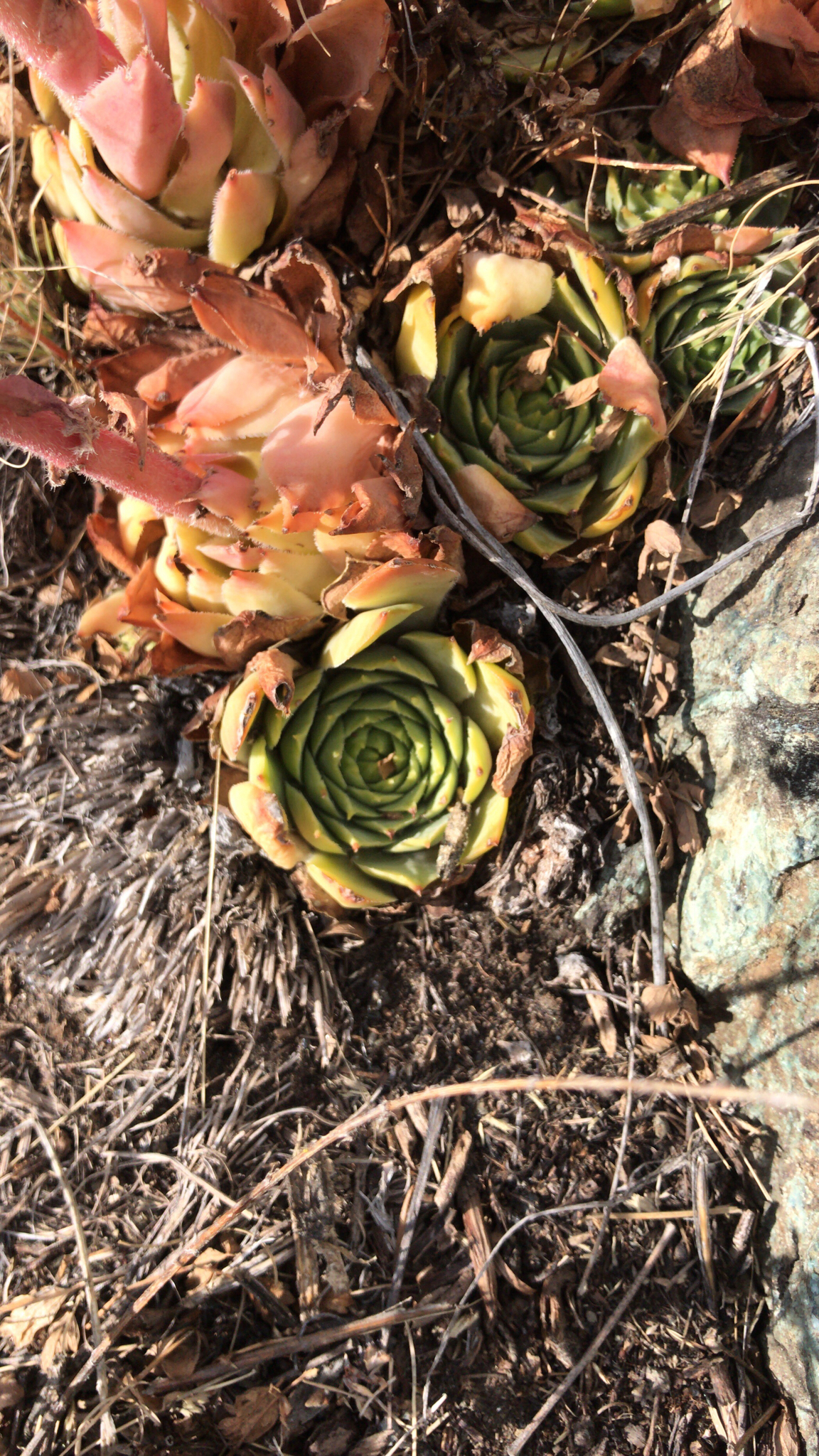 Sempervivum 'Marilyn Monroe' 3