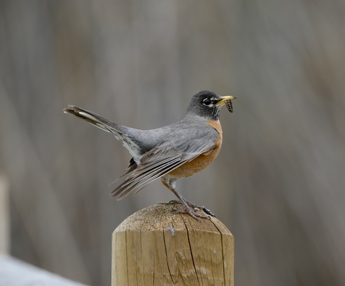 American Robin photographed in Utah