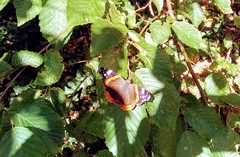 Vanessa atalanta