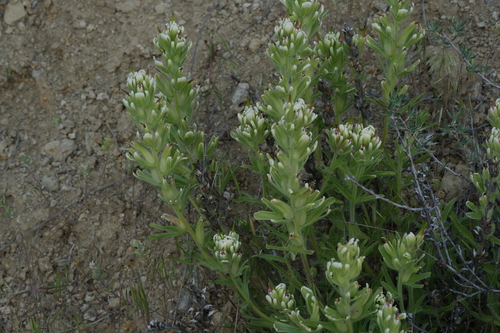 John Day paintbrush (Castilleja xanthotricha)