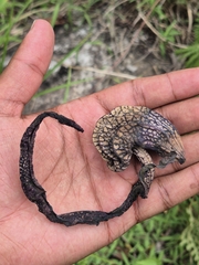 Aristolochia ringens, photograph Siya ul haque, CC BY, iNaturalist via GBIF