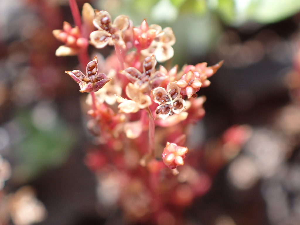 Crassula saginoides, Riverside County, CA, USA