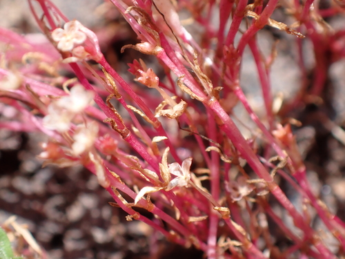 Crassula saginoides